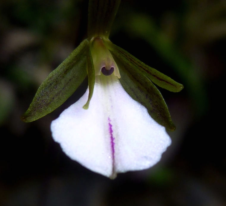 Image: Tetramicra riparia, a new orchid species